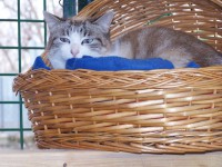 /album/algunos-de-nuestros-gatos-para-apadrinar/roberta-100-4979-jpg/